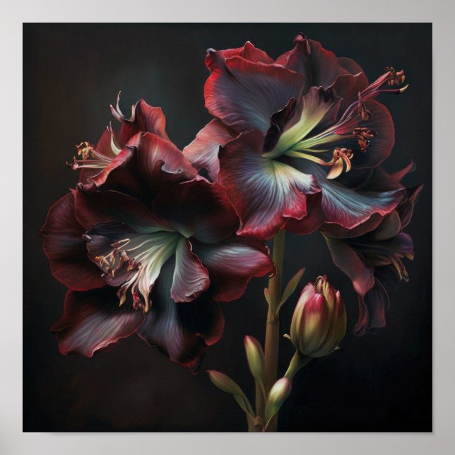 Burgundy Amaryllis Flower Art Print Poster (Front)
