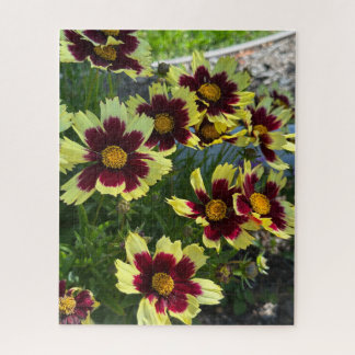 Burgundy and Yellow Coreopsis, San Mateo Jigsaw Puzzle