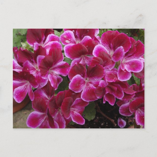 Burgundy Geranium Postcard (Front)