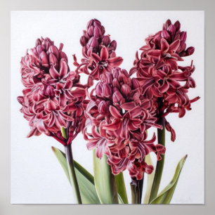 Burgundy Hyacinth Flower Art Print Poster