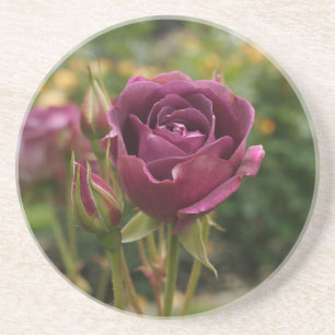 Burgundy Iceberg Rose #1 Sandstone Coaster