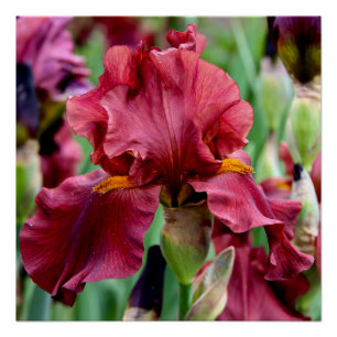 Burgundy Iris Flower Glossy Poster