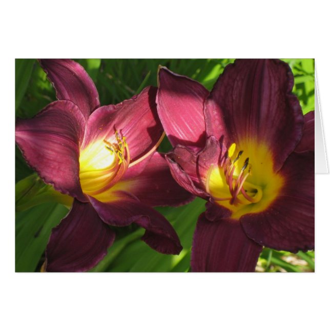 burgundy lilies (Front Horizontal)