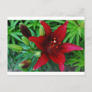 Burgundy Lily Postcard