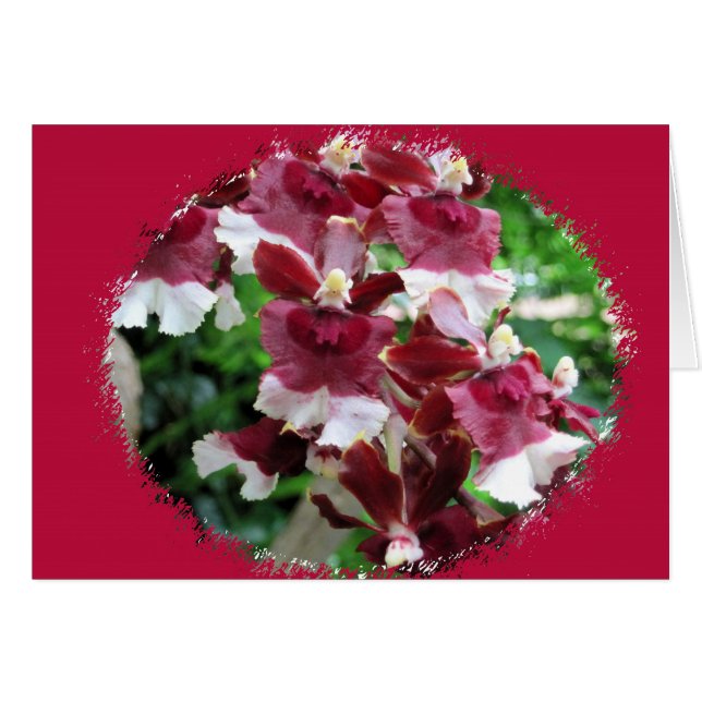 Burgundy Orchids (Front Horizontal)