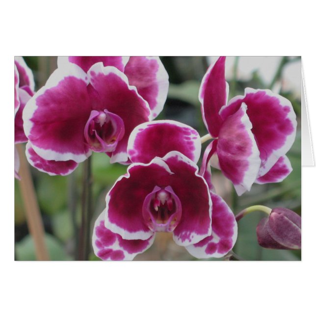 Burgundy Orchids (Front Horizontal)