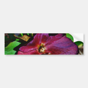 Burgundy Pink Lenten Rose Bumper Sticker