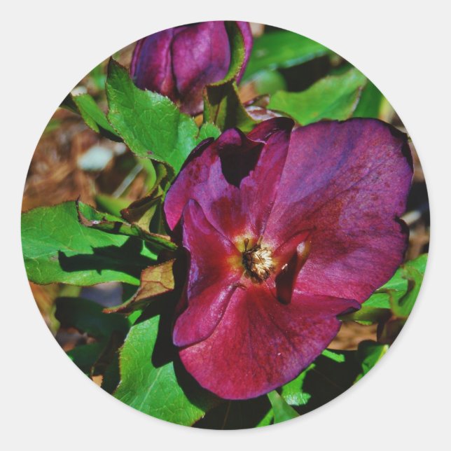 Burgundy Pink Lenten Rose Classic Round Sticker (Front)
