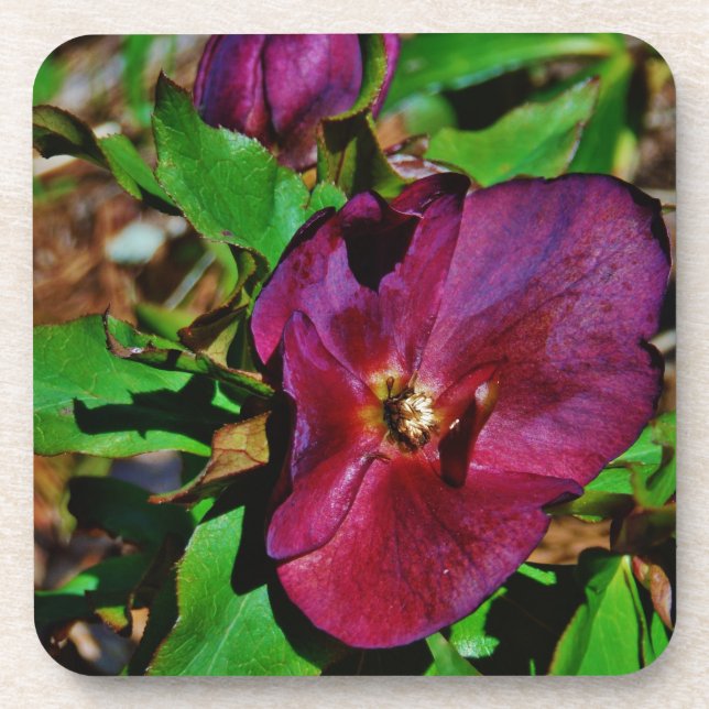 Burgundy Pink Lenten Rose Coaster (Front)