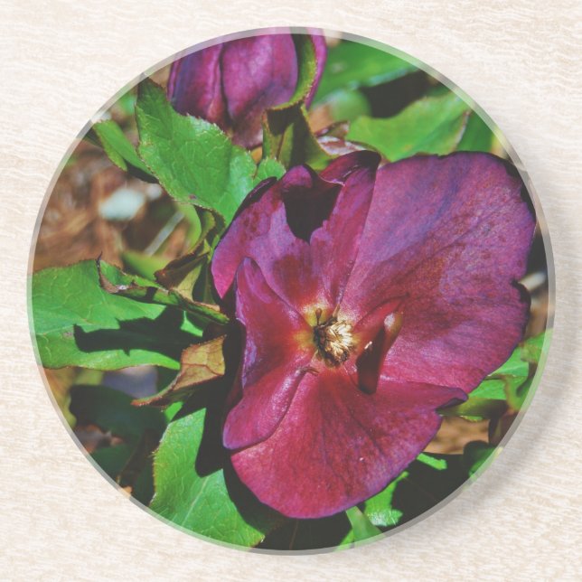 Burgundy Pink Lenten Rose Coaster (Front)