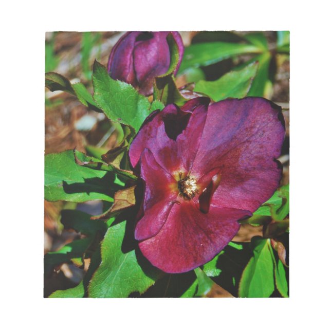 Burgundy Pink Lenten Rose Notepad (Front)
