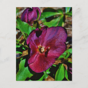 Burgundy Pink Lenten Rose Postcard