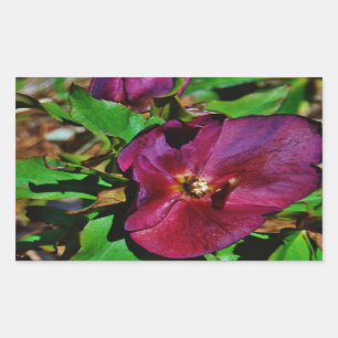 Burgundy Pink Lenten Rose Rectangular Sticker