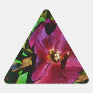 Burgundy Pink Lenten Rose Triangle Sticker