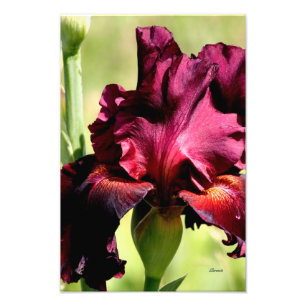 Burgundy/red Iris photo art photo print