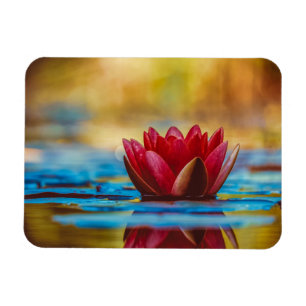 Burgundy Red Water Lily Reflections Magnet