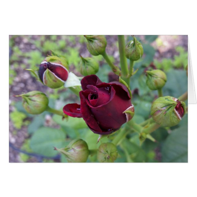 Burgundy rose after rain (Front Horizontal)