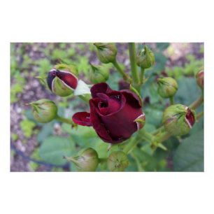 Burgundy rose after rain poster