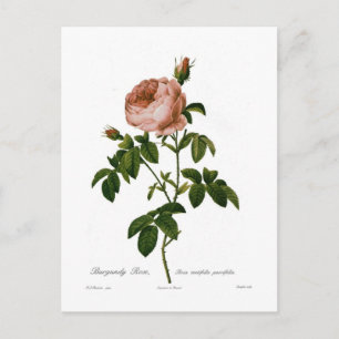 Burgundy Rose Postcard