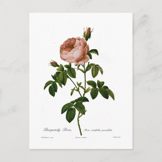 Burgundy Rose Postcard (Front)