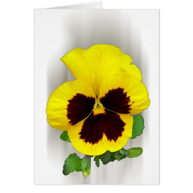 burgundy yellow pansy (Front)