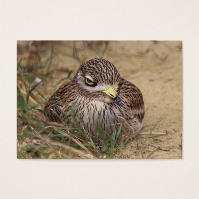 Burhinus oedicnemus (Front)