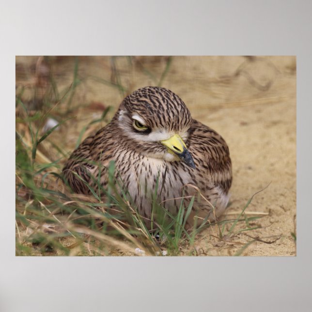 Burhinus oedicnemus poster (Front)