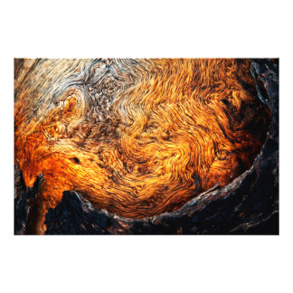 Burl wood photo print