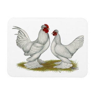 Burmese Bantams Magnet