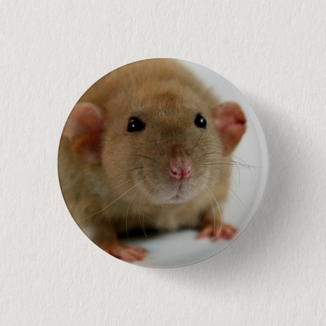 Burmese dumbo Rat 3 Cm Round Badge (Front)