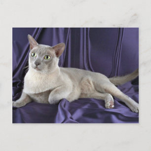 Burmese, lilac postcard