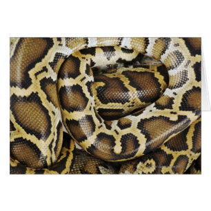 Burmese python