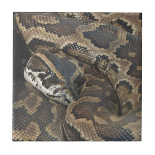 Burmese Python Ceramic Tile