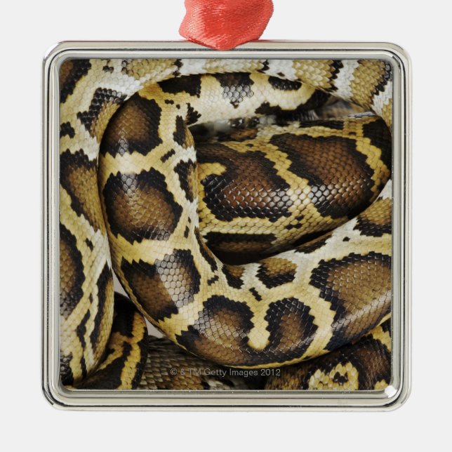 Burmese python metal ornament (Front)