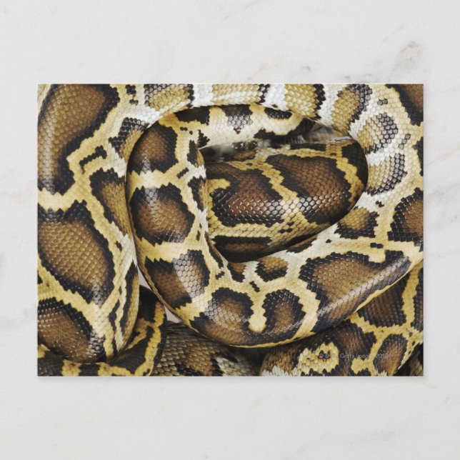 Burmese python postcard (Front)