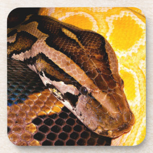 Burmese Python Snake Coaster