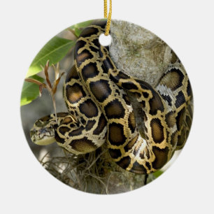Burmese Python Snake in a tree Ceramic Ornament