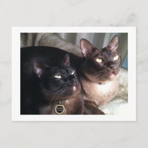 BurmeseDuo_18 Postcard