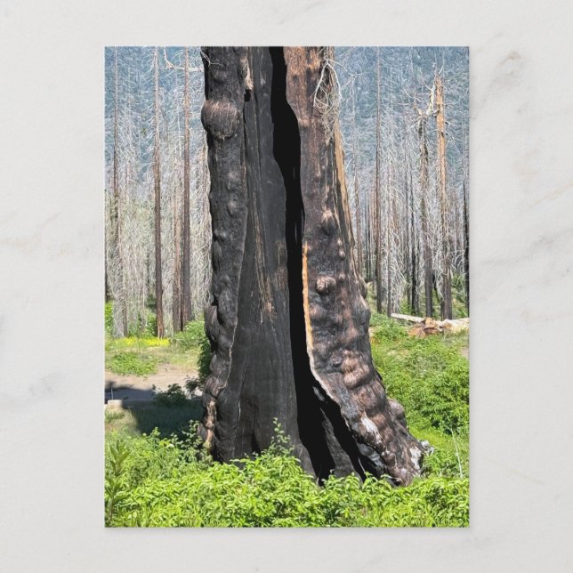 Burned Giant Sequoia Postcard (Front)