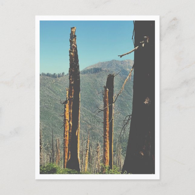 Burned Giant Sequoia Postcard (Front)