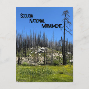 Burned Trees in Giant Sequoia National Monument Postcard