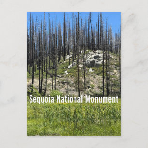 Burned Trees in Sequoia National Monument Postcard