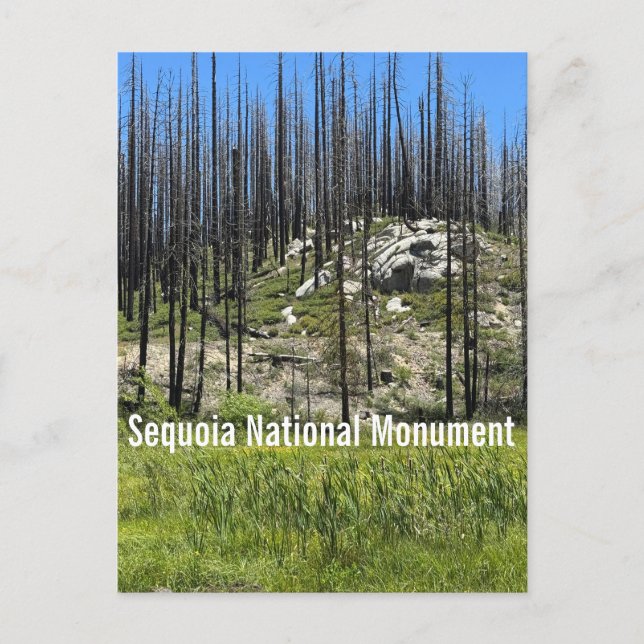 Burned Trees in Sequoia National Monument Postcard (Front)