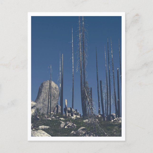 Burned Trees Postcard (Front)