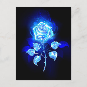 Burning Blue Rose Postcard