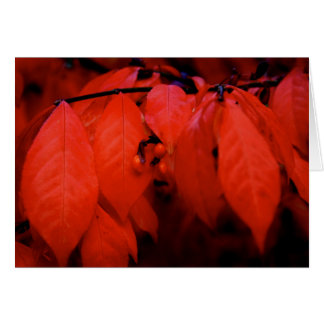 Burning Bush