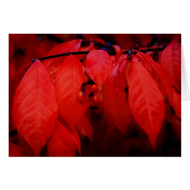 Burning Bush (Front Horizontal)