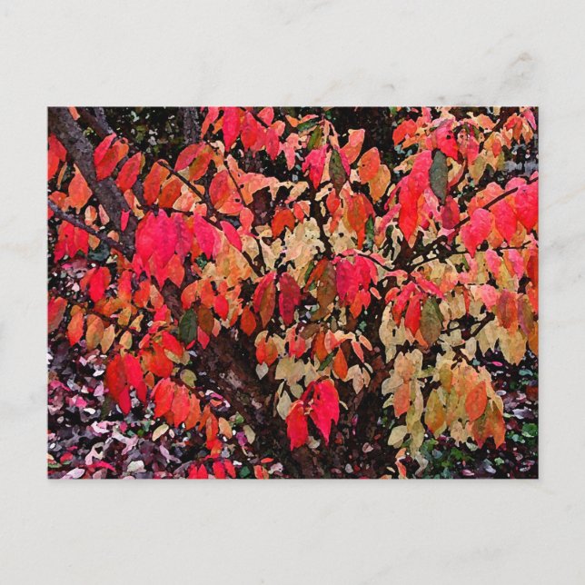 Burning Bush Abstract Postcard (Front)