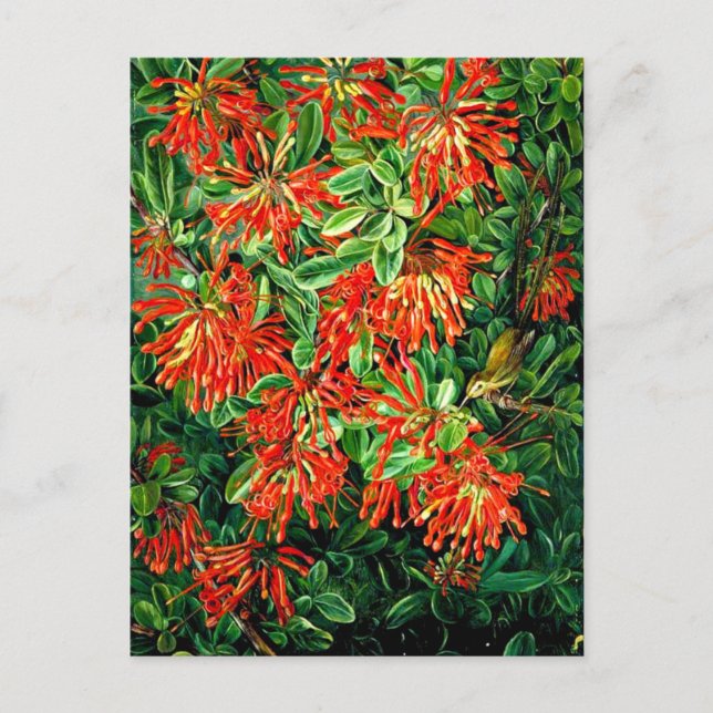 Burning Bush and Emu Wren of Chile, fine art, Postcard (Front)