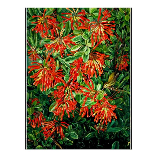 Burning Bush and Emu Wren of Chile, fine art, Poster (Front)